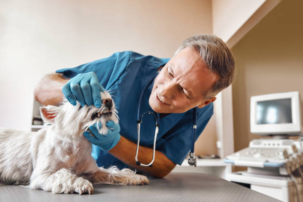 Best After-Hours Emergency Dentist in Osborne, KS